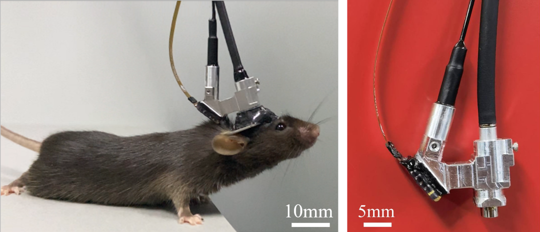 超维景|助力北京大学微型化三光子显微镜问世，首次实现深脑成像